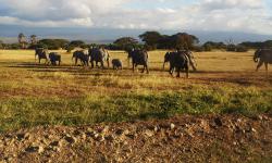 Featured image of post Amboseli
