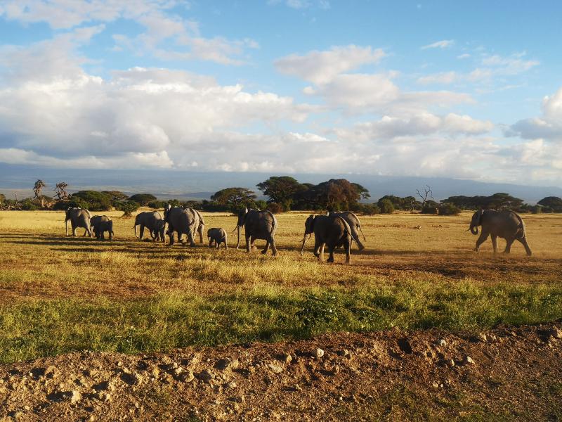 Featured image of post Amboseli