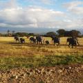 Amboseli