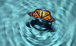 Featured image of post Causalité et finalité