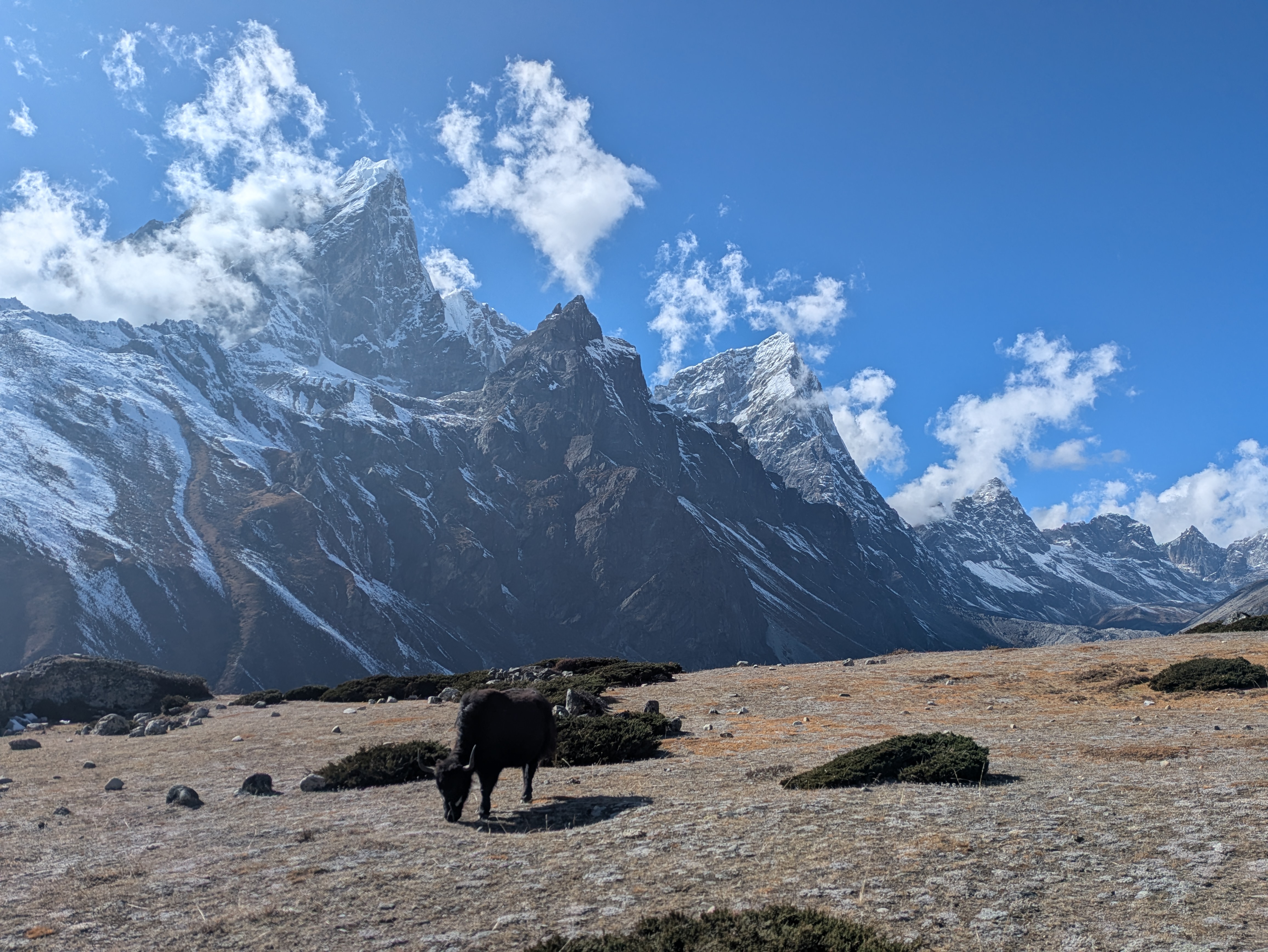 Un yak dans la vallée