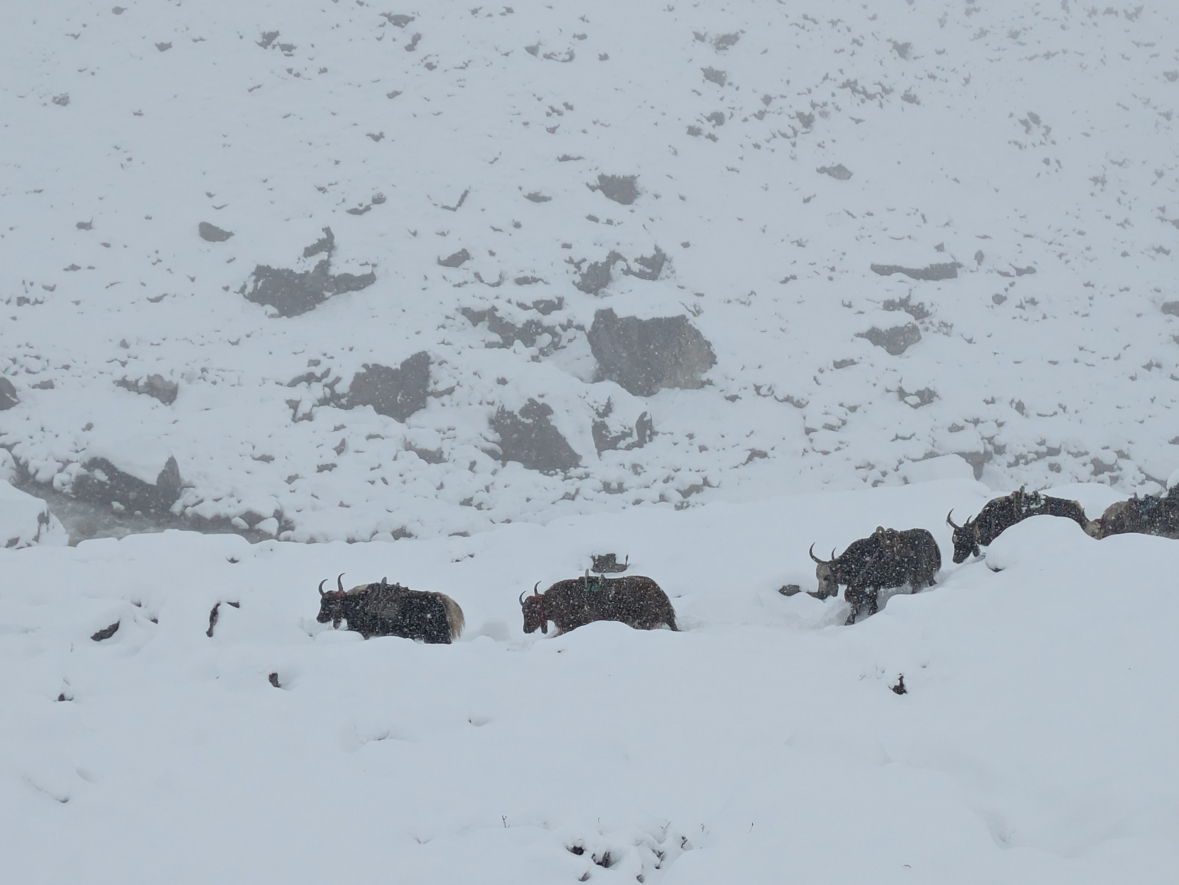 Les yaks dans la neige